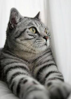 逗猫后猫咪呕吐,逗猫后呕吐