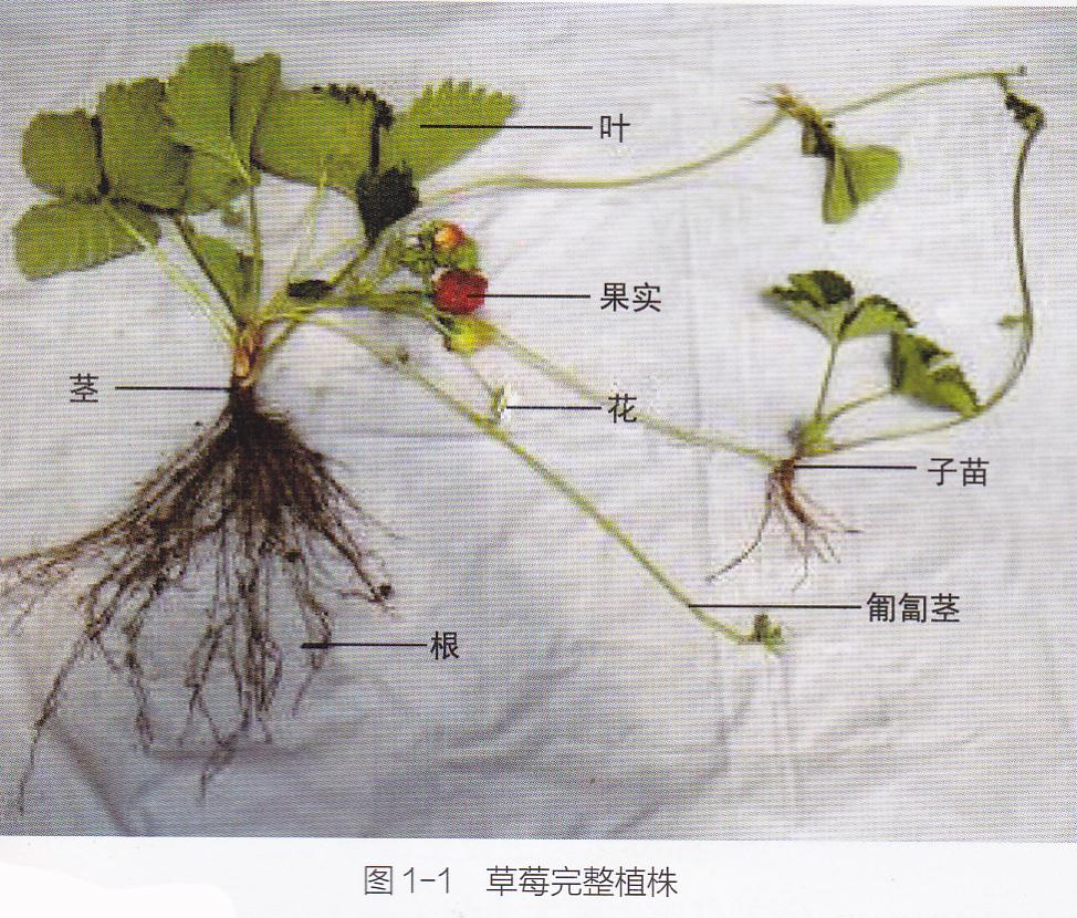 高产的高架草莓无土栽培技术,有机草莓的大棚种植与管理技术