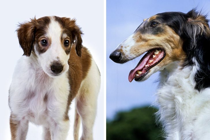 比特犬力量和其他犬种对比,聪明狗狗排行比特犬