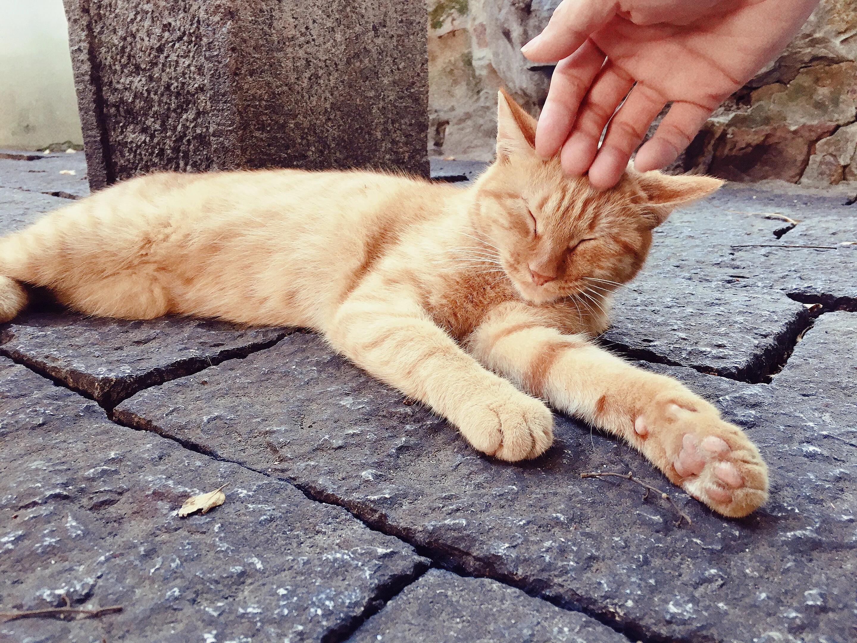 苏州的西园寺好还是虎丘塔好,苏州西园寺距离哪个景点近