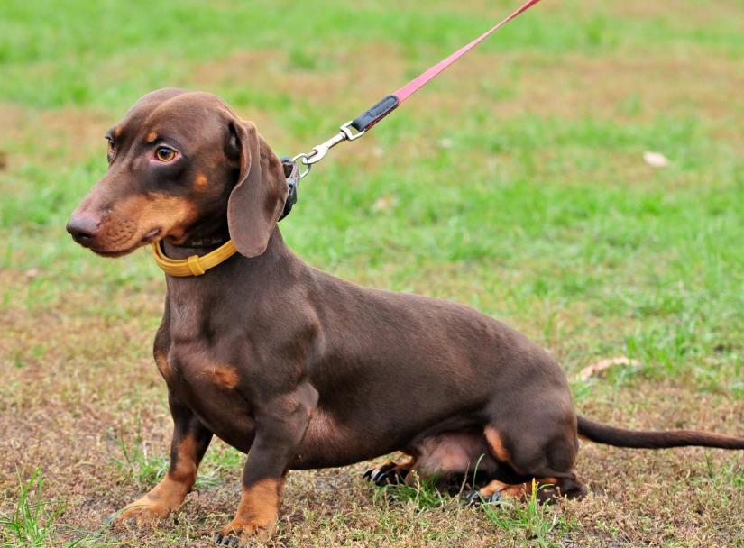 新手便宜好养活的狗有几种,十种便宜好养的小型宠物狗