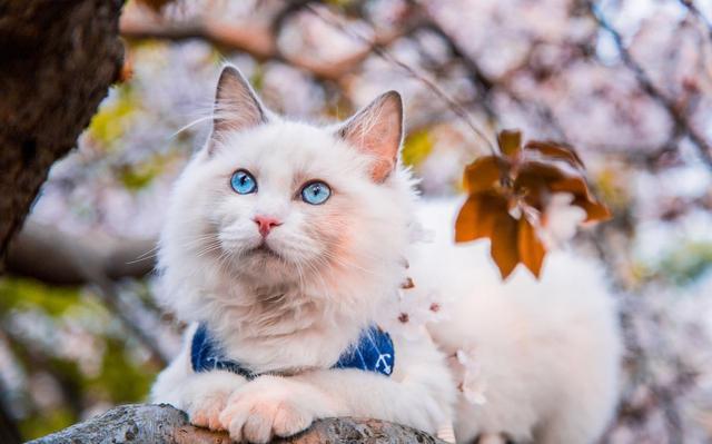 养的网红布偶猫,网红布偶猫和狗