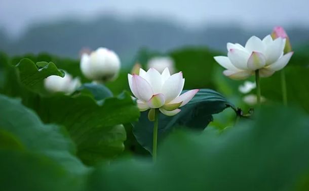 李阳民撰七律,李养民古诗