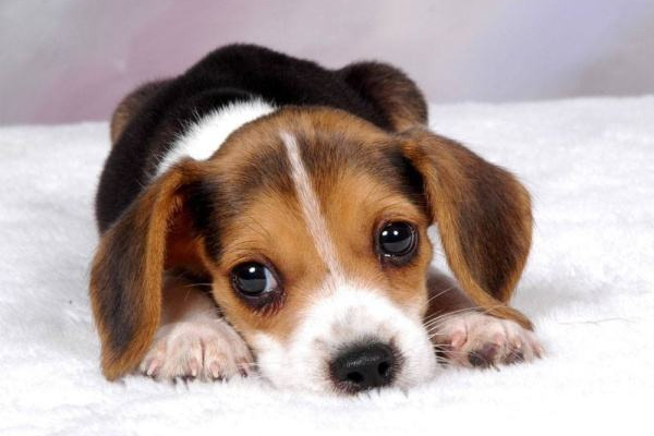 狗狗打嗝怎么办快速止嗝方法,狗狗咬东西呕吐打嗝怎么回事