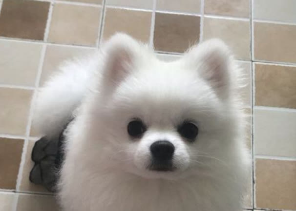 博美怀孕了有什么征兆,博美狗怀孕是什么症状