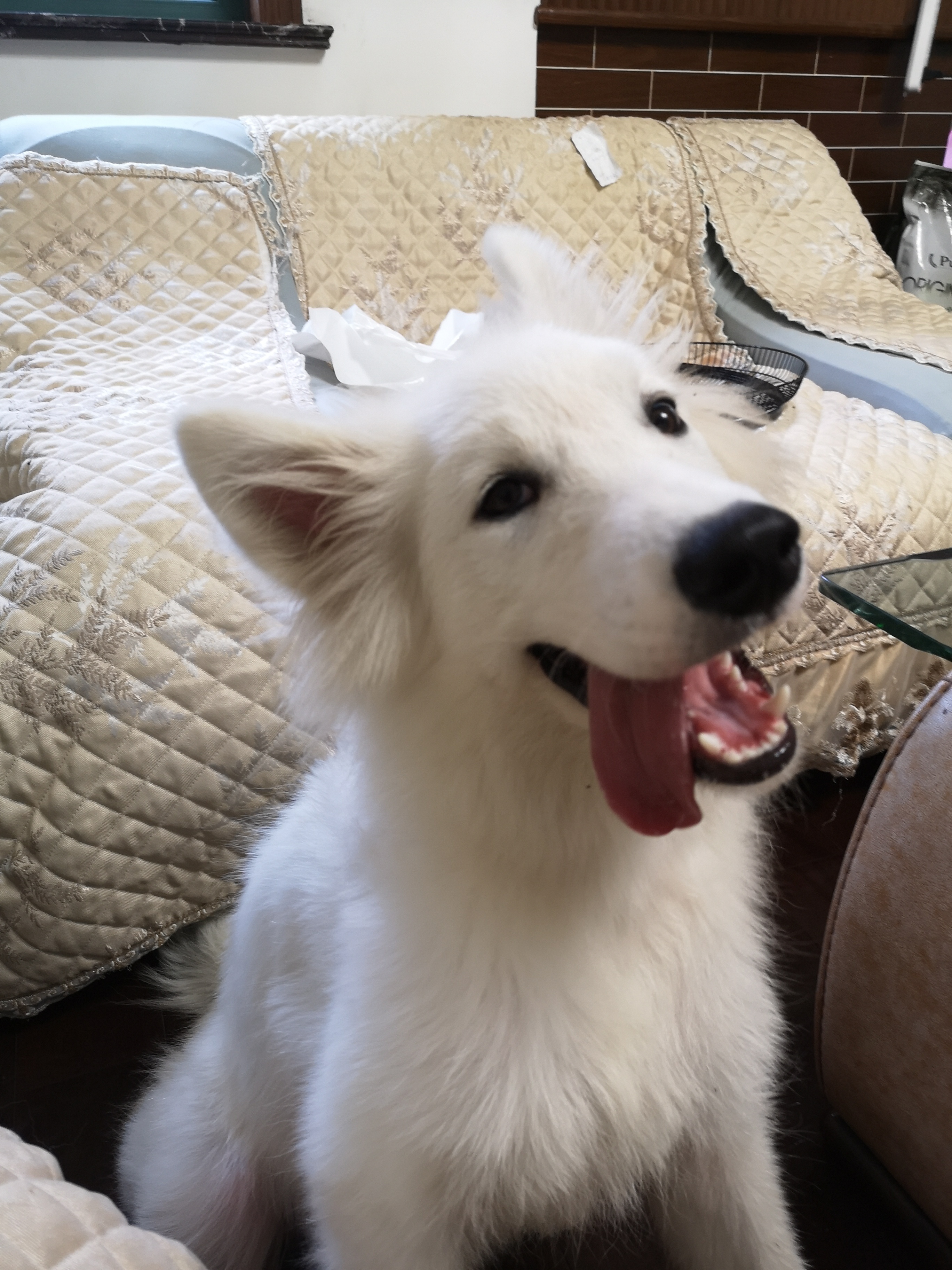 狗狗喝水也护食,狗狗特别能喝水这样正常吗