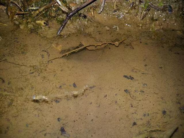 钓黄鳝的视频最新,如何正确的钓黄鳝