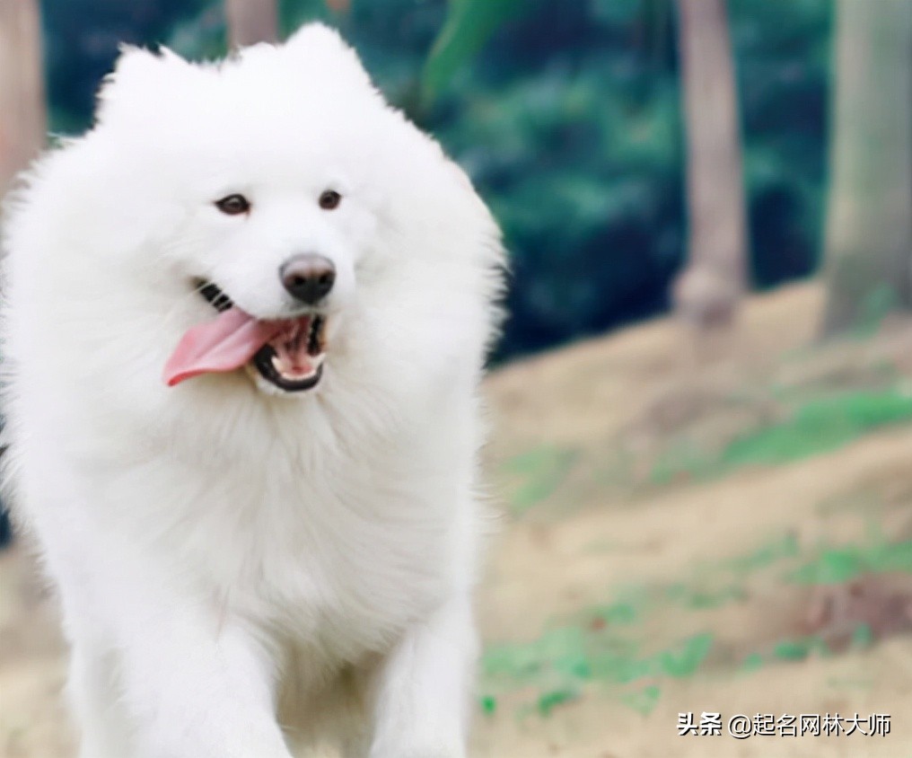 听话懂事温顺的狗狗品种,可鲁可鸭一只随叫随到的狗狗