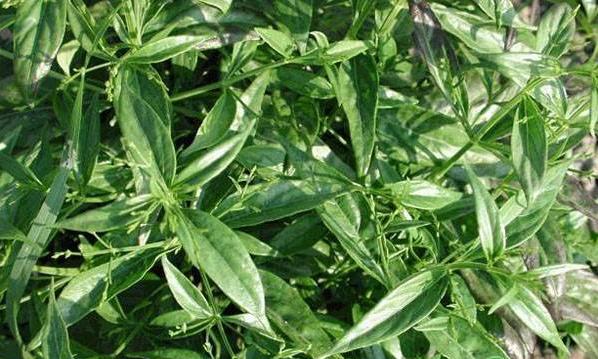 养鸡秘诀鸡感冒了,养鸡技术与鸡病的防治