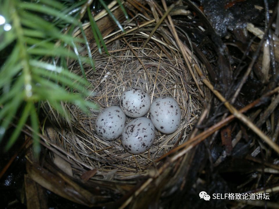 科学家如何观察植物,鸟类的研究方法