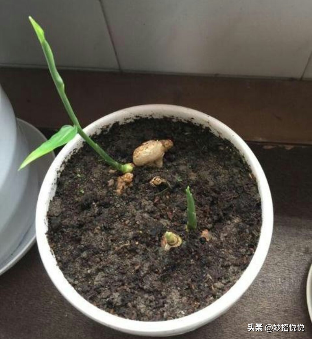 家庭生姜怎样种植最好吃,生活小妙招生姜怎么种植