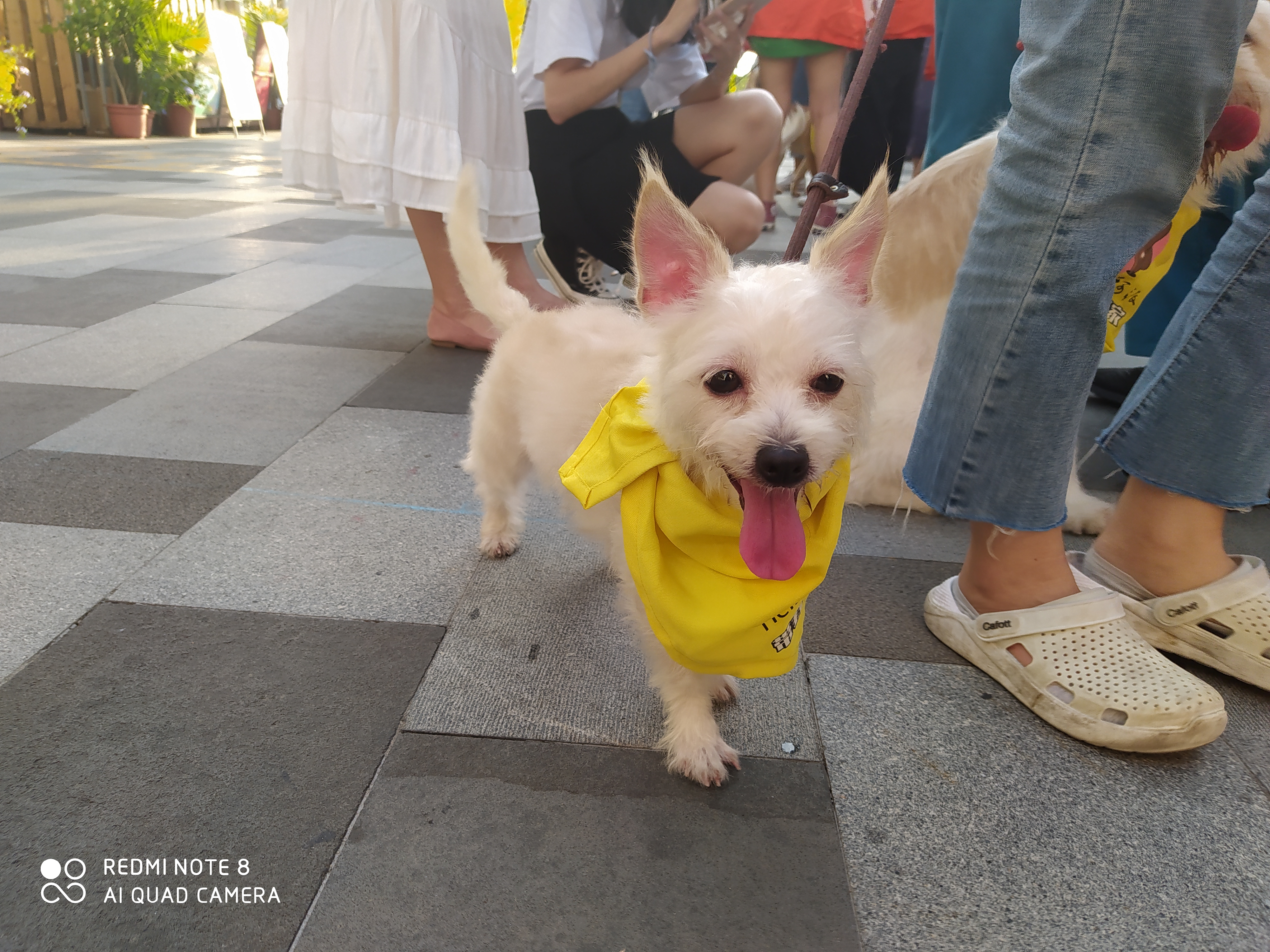 2021CPF重庆宠物展：让领养代替购买不再是空谈