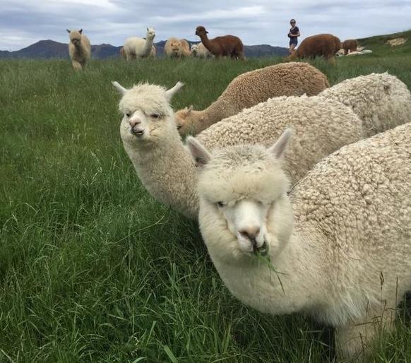 骆驼原来不是出自沙漠，你知道它是从哪里来的吗？