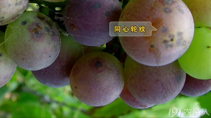 葡萄8月管理,葡萄八月的霜霉防治