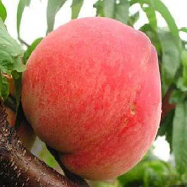 一年四季的时令蔬菜,一年四季的时令水果大全