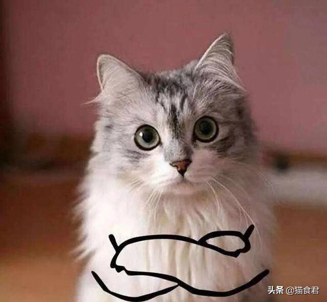 劝养猫的人别养两只猫,劝养猫的朋友都别养两只猫