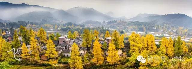 桂林兴安漠川银杏最佳观赏时间,桂林兴安漠川银杏网红打卡地