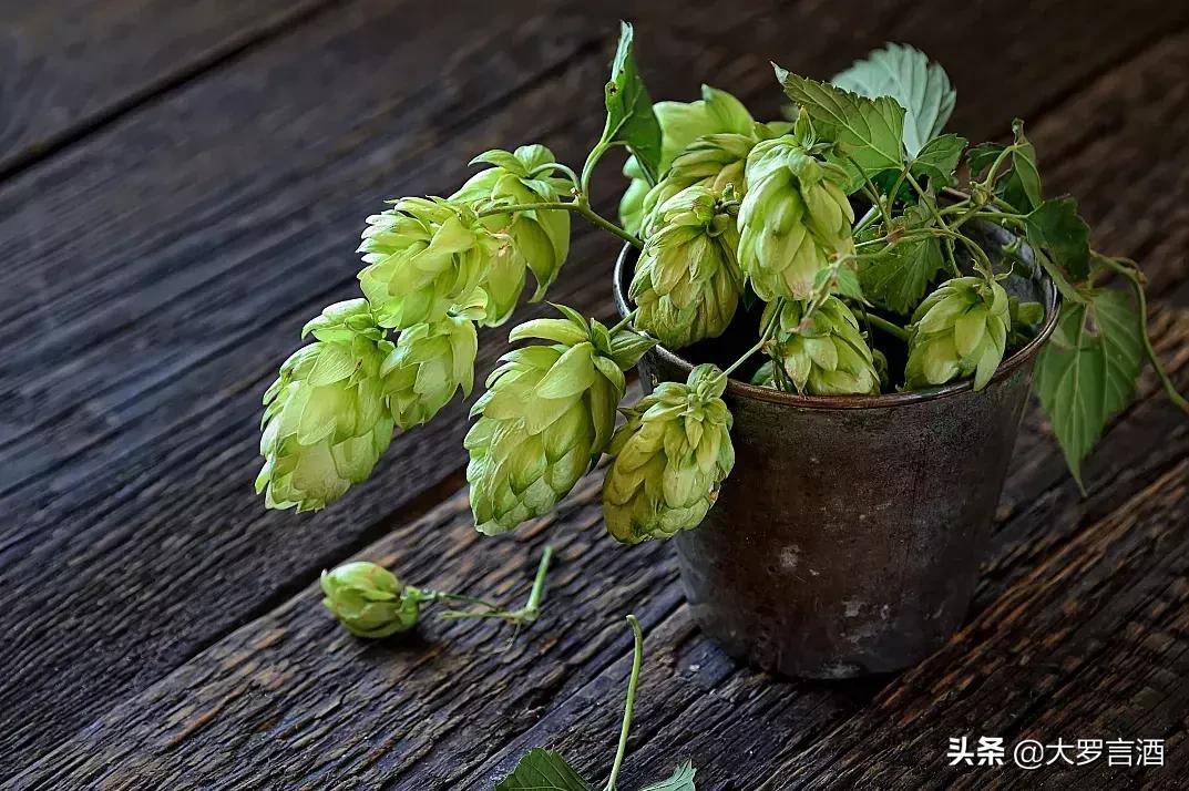 黑啤不醉人,黑啤不痛风