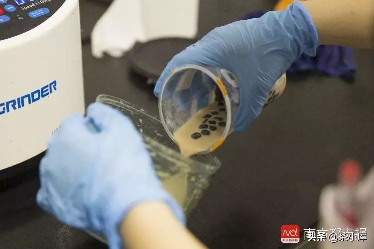 无糖奶茶的含糖量,无糖奶茶含糖量高吗