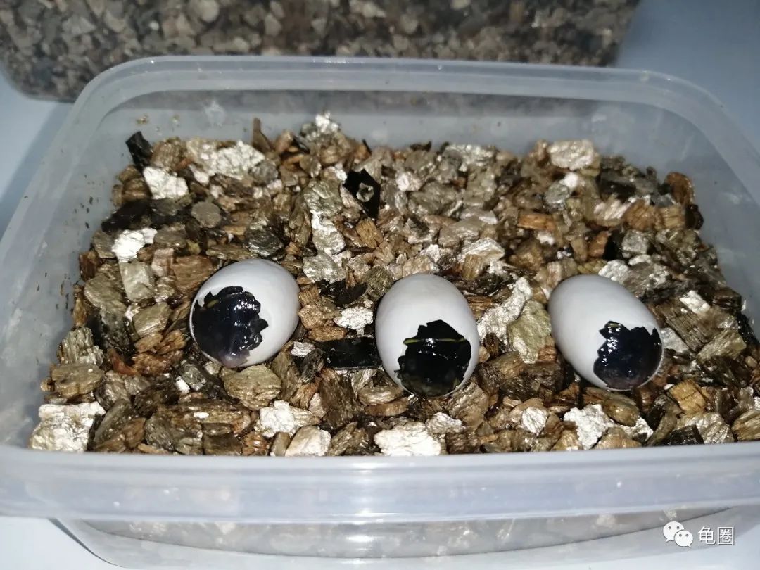 窄桥蛋龟饲养注意事项,窄桥蛋龟从苗子到成体的饲养环境