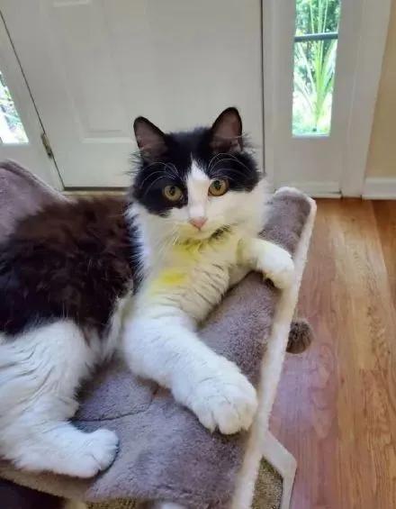 猫咪百合花粉中毒后怎么救,猫咪误食百合的症状