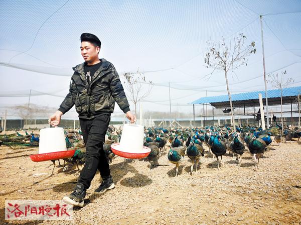 洛阳90后小伙返乡创业养孔雀,养孔雀能挣多少钱