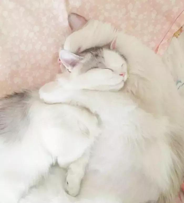 猫咪怀孕怎么才知道,猫咪怀孕怎么办呀