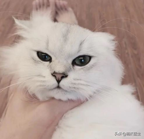 go猫粮吃了会黑下巴吗,go猫粮吃了拉黄水