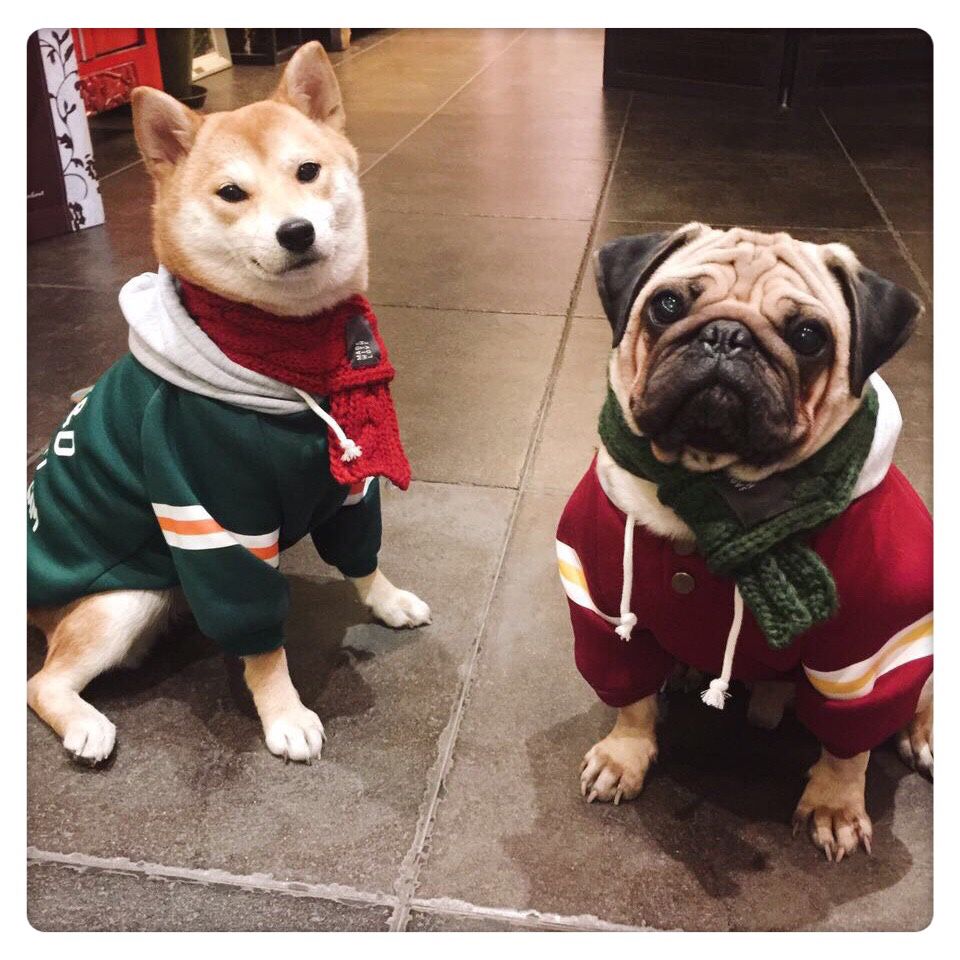 自己做宠物衣服入门教程,如何给小宠物自制小衣服