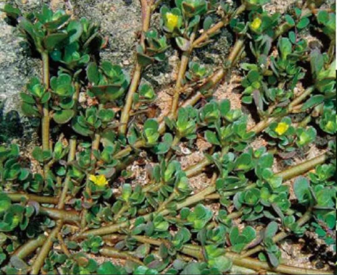 野生植物类中药一览表,民间中药植物