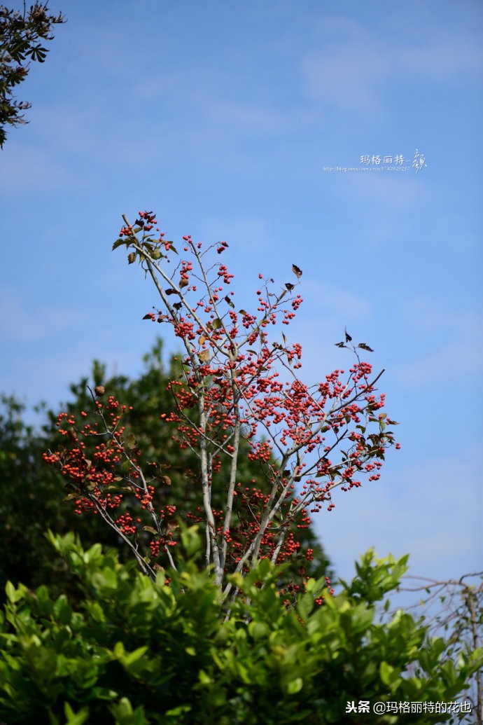 整个冬天都挂着的小红果，迷你山楂“冬果王”｜植物笔记