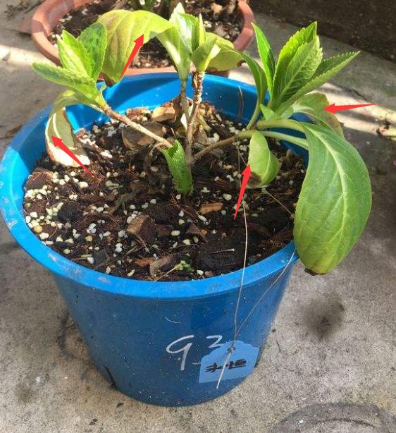 想让花开得漂亮用什么,绣球花开花少不缺阳光不缺肥