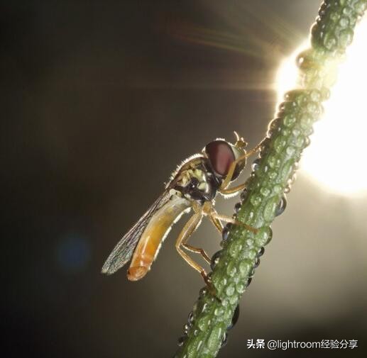 昆虫形象照拍摄技巧有哪些,昆虫拍摄布光方法