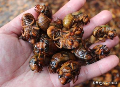 金蝉为什么要爬树上脱壳,金蝉晚上都在什么地方出来