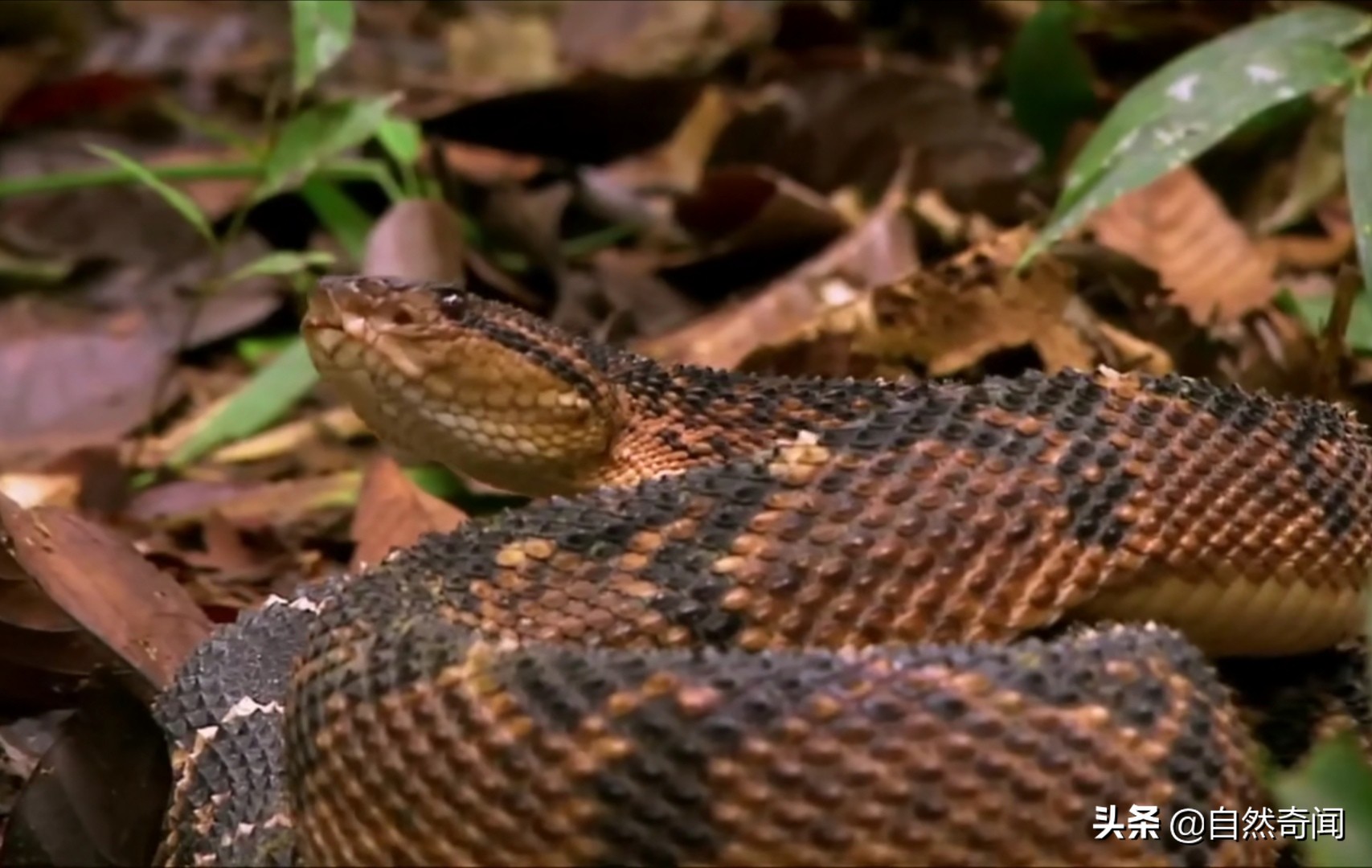 亚马逊十大凶猛植物,巴西亚马逊热带雨林动植物