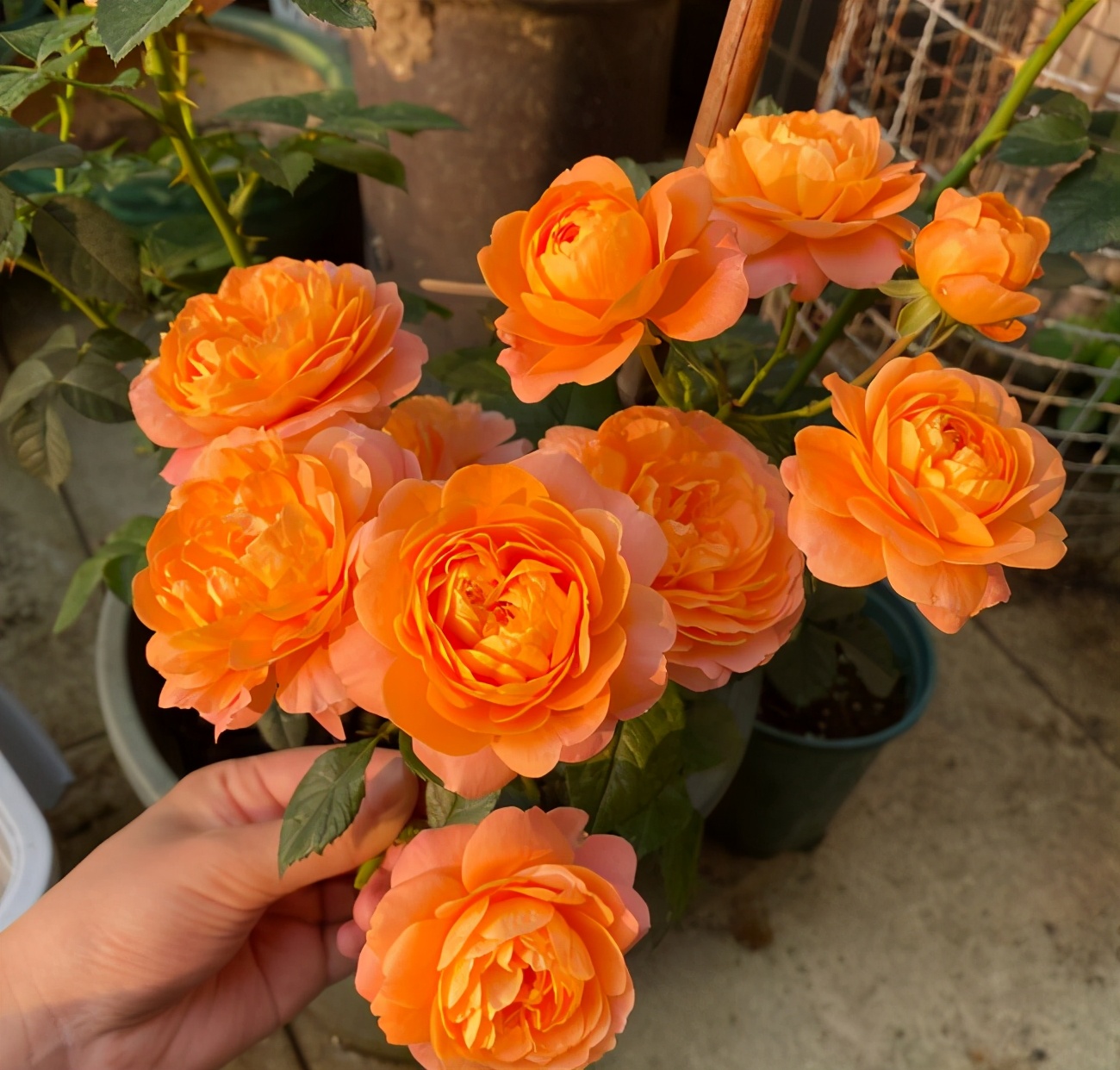 促花用花多多好还是磷酸二氢钾好,磷酸二氢钾正确的促花方法