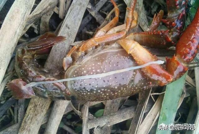 小龙虾肠炎是什么症状,小龙虾防治肠炎用什么药