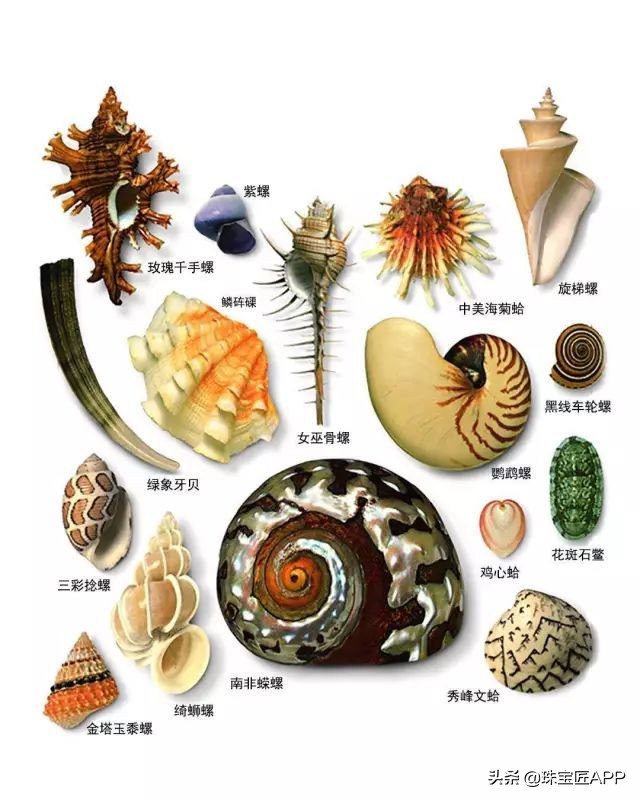 什么贝壳可以做成珠子,什么贝壳可以磨珠子