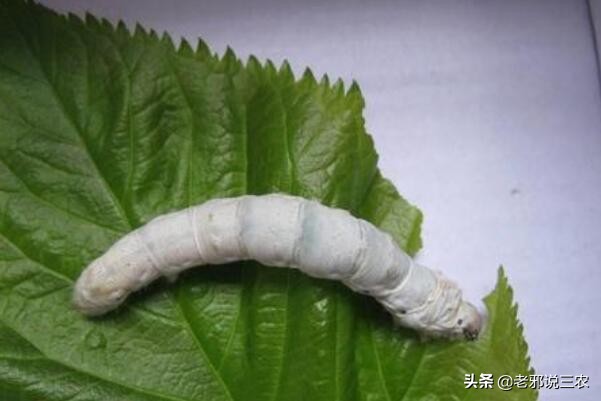 家蚕病了应急处理,怎么样才能让蚕的产量更高