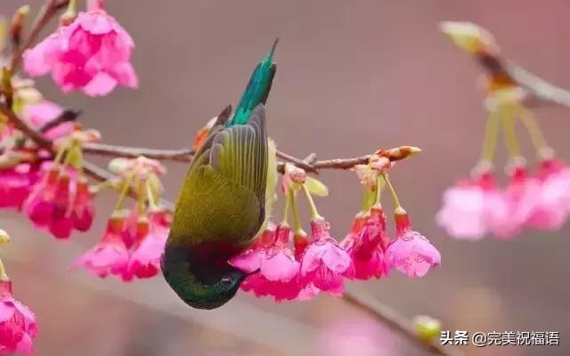 春分节气早安祝福,今日春分早安心语