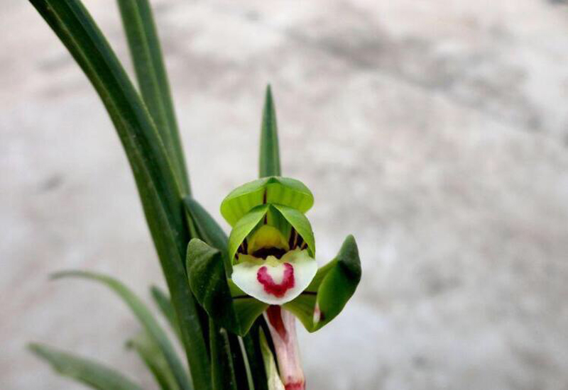 兰花叶子尖发黑是什么原因,兰花叶子底部发黑腐烂用什么药