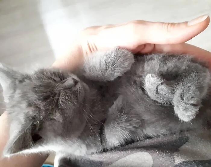 俄罗斯女子收养一只流浪橘猫,俄罗斯女孩收养猫