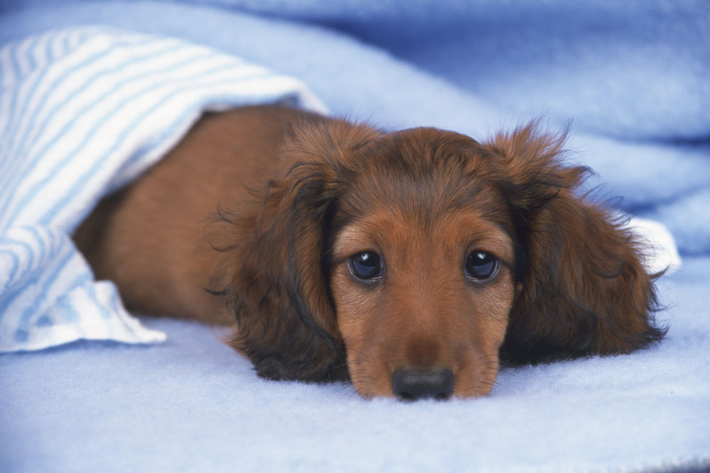 家里狗掉毛难闻是什么病,狗狗身体发臭什么原因