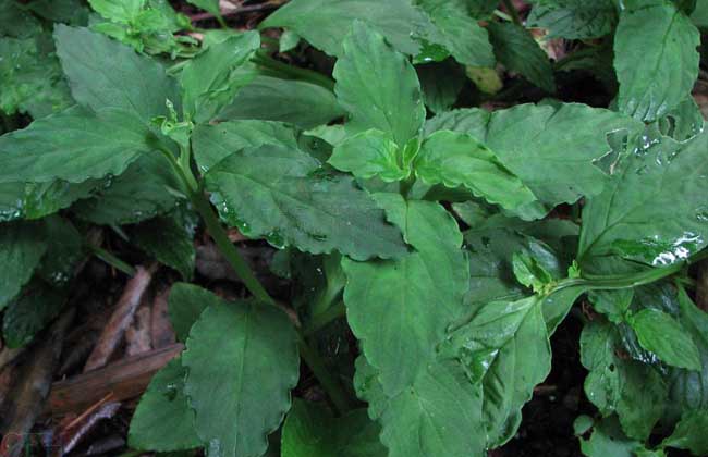 目前比较名贵的中药材有哪些,常见的中药材图片及功效