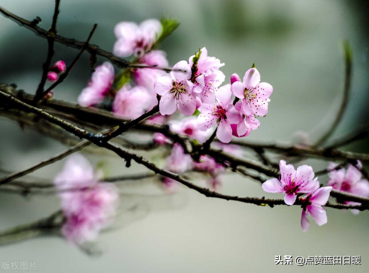 白居易的古诗忆江南朗读视频,白居易的古诗忆江南大全