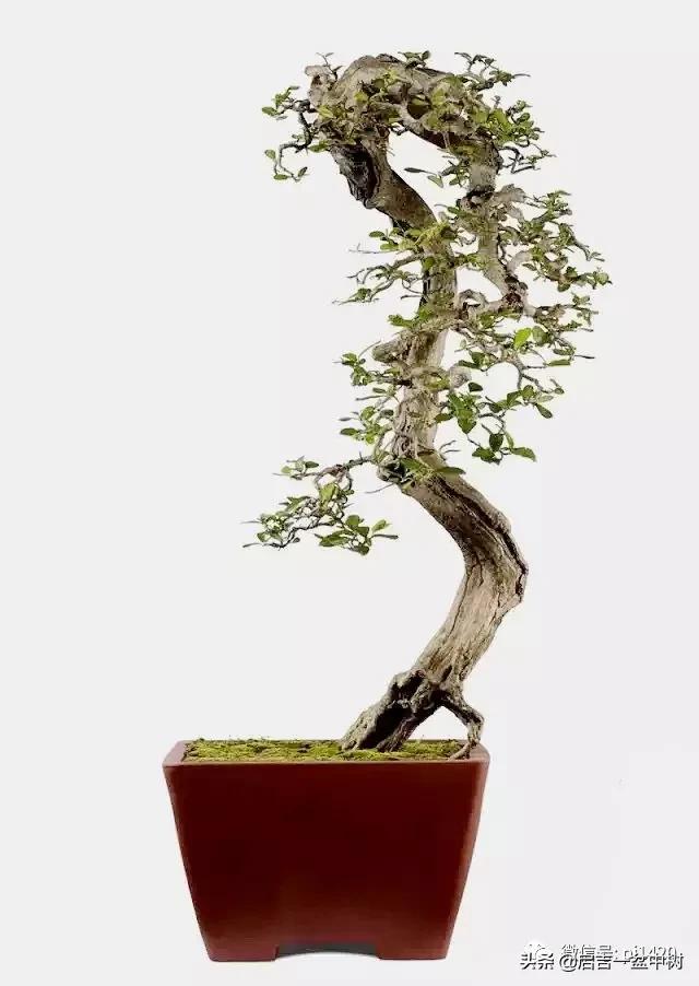 盆景跌价,盆景跌枝怎么解决