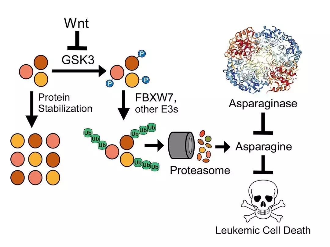 走出患者死亡阴影,这位医生击败了“最难治的白血病”