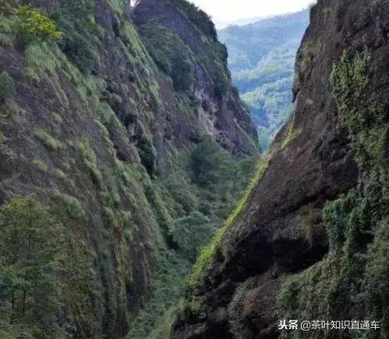 武夷岩茶里“坑、涧、窠、窝、洞、峰、岩”的奥妙