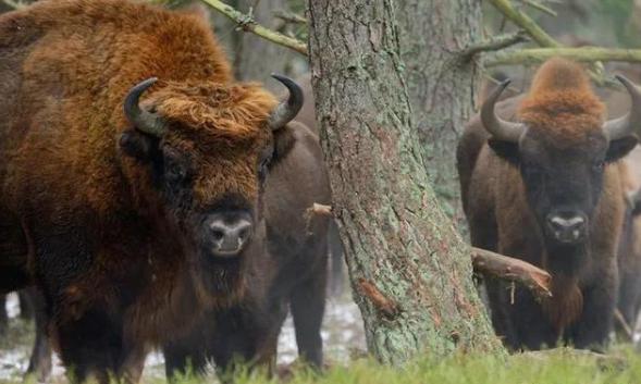 美国野生野牛,美国猎野牛