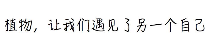 50种鲜切花花语，每个花艺师都要知道
